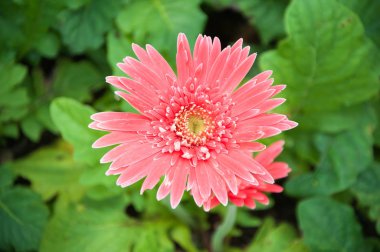 Çiçek. Doğa. arka plan.