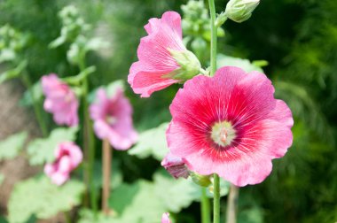 Çiçek. Doğa. arka plan.