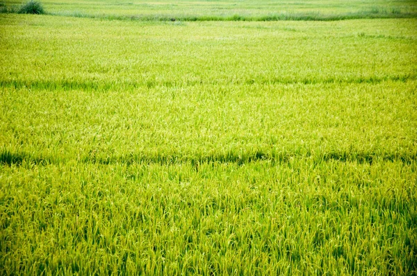 桨字段。年轻的稻田。稻田. — 图库照片
