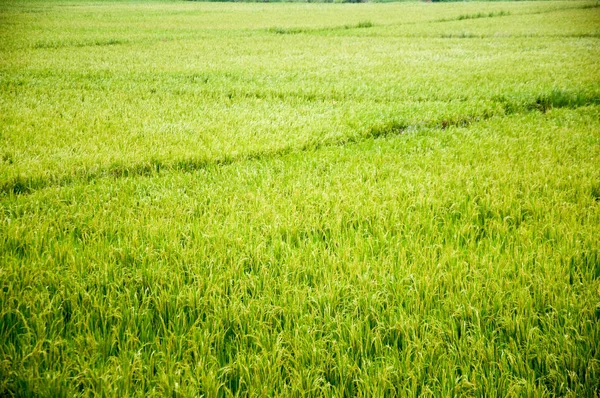 Campo de arroz de paddle. Campo de arroz. campo de arroz joven . — Foto de Stock