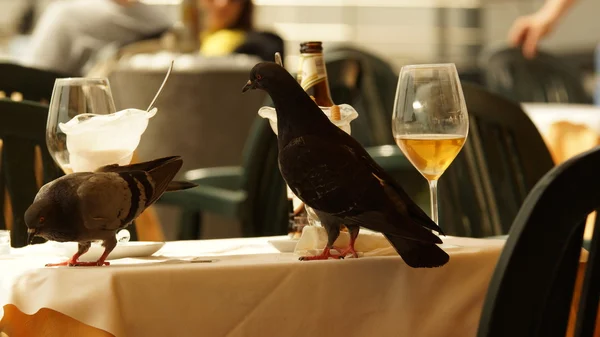 Pombos, uma mesa, café, pombos em uma mesa, um banquete, umas férias, Velha Veneza — Fotografia de Stock