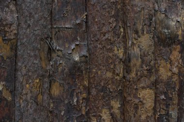 Ahşap doku. Çam kabuğu ile doku. Bir doku olarak kullanılabilir