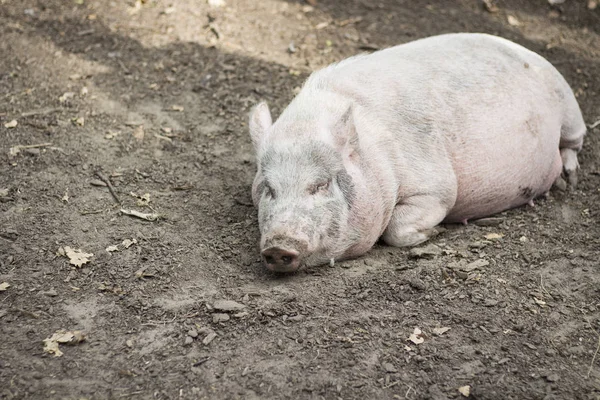 sleeping two pigs on a ground