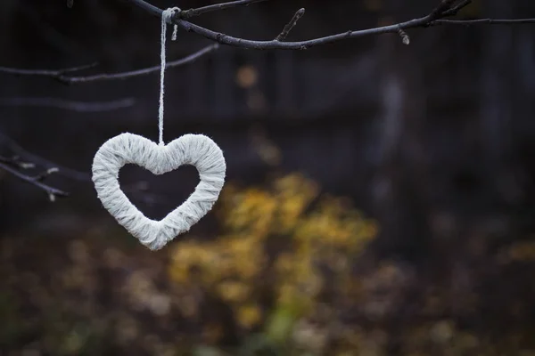 Bílá srdce na stromě, přirozené světlo. Složení St. Valenti — Stock fotografie