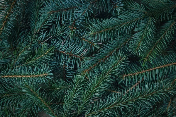 Christmas tree branches. Christmas concept, nature, winter. Background for  postcards. Flat lay, top view Stock Photo by ©Surgay 318485986