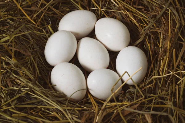 Λευκό κοτόπουλο αυγά στη φωλιά. Αντιγράψτε το χώρο. Επίπεδη lay, κορυφαία προβολή — Φωτογραφία Αρχείου