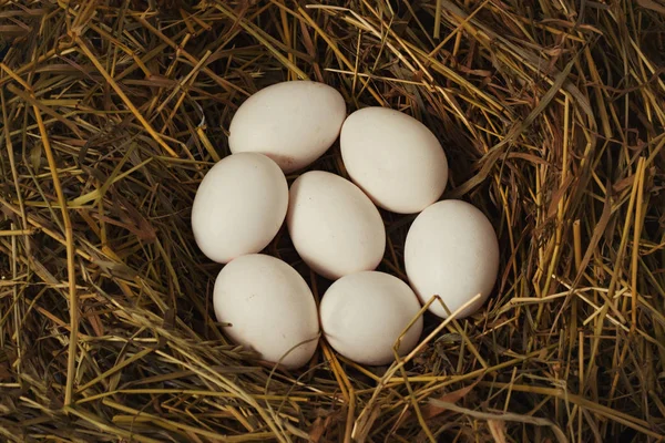 Λευκό κοτόπουλο αυγά στη φωλιά. Επίπεδη lay, κορυφαία προβολή — Φωτογραφία Αρχείου