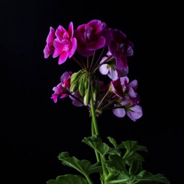 Siyah arka plan üzerine güzel pembe Sardunya.