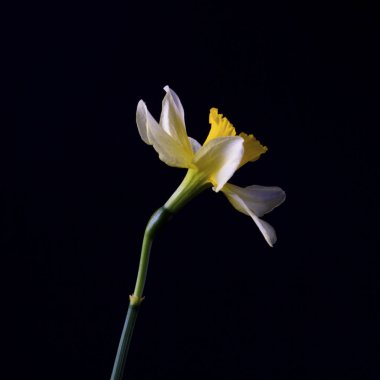 Şık minimalist natürmort nergis ile karanlık bir adam üzerinde