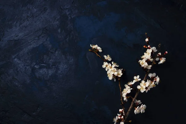 Ramo di ciliegio con fiori su sfondo blu scuro — Foto Stock