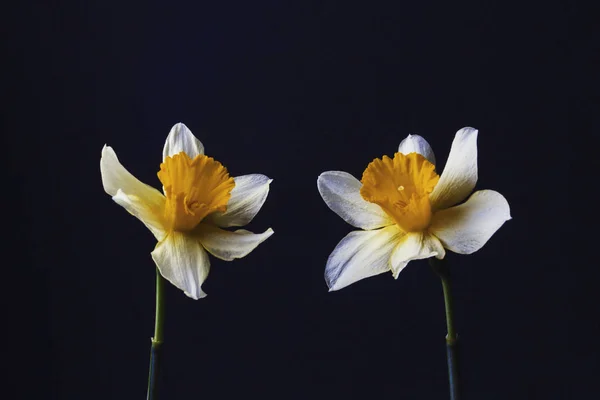 Natura morta minimalista elegante con Narciso su uno sfondo scuro — Foto Stock