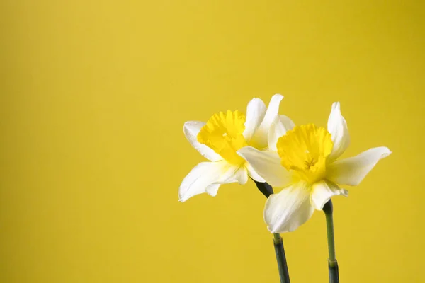 Stylish minimalist still life with Narcissus on a yellow backgro