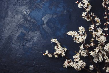 Cherry tree branch with flowers on a dark blue background clipart