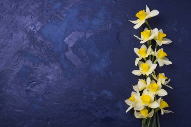 Mavi arka plan üzerinde güzel sarı nergis.