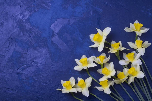 Narcisos amarillos sobre el fondo azul . — Foto de Stock