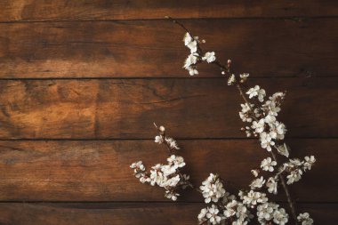 Sakura koyu ahşap arka plan üzerinde çiçekli dalları. Düz l