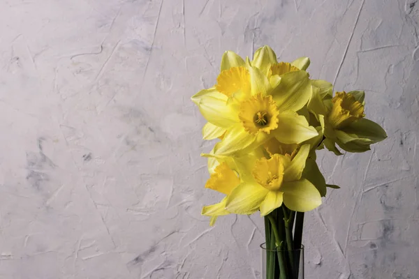 Narcisos amarillos sobre un fondo de piedra blanca. Vista lateral —  Fotos de Stock