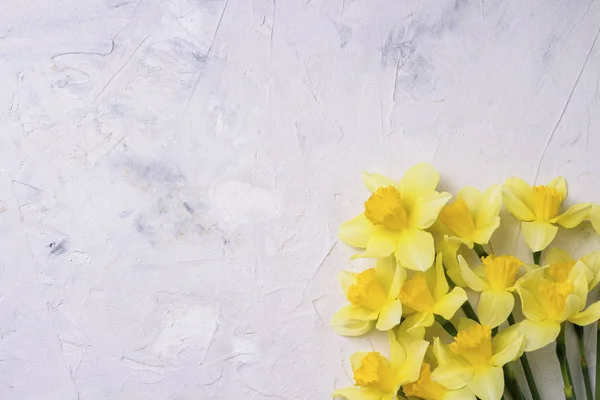 Narcisos amarillos en la esquina inferior derecha sobre una piedra blanca — Foto de Stock