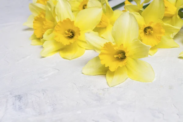 Narcisos amarillos sobre un fondo de piedra blanca. Vista lateral — Foto de Stock