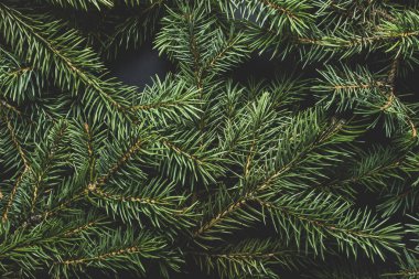 Noel ağacı dalları. Noel konsepti, doğa, kış. Kartpostallar için arka plan. Düz yatış, üst görünüm