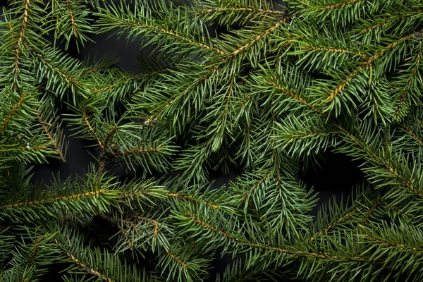 Branches d'arbre de Noël. Concept de Noël, nature, hiver. Contexte des cartes postales. Couché plat, vue du dessus — Photo