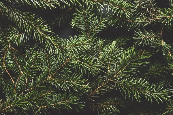 크리스마스 나무가지. 크리스마스 컨셉, 자연, 겨울. 엽서를 위한 배경입니다. 평평하게 누워 있는 위에서 바라본 모습 — 스톡 사진
