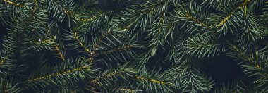 Noel ağacı dalları. Yeni yıl konsepti, Noel, doğa. Pankart. Düz yatış, üst görünüm