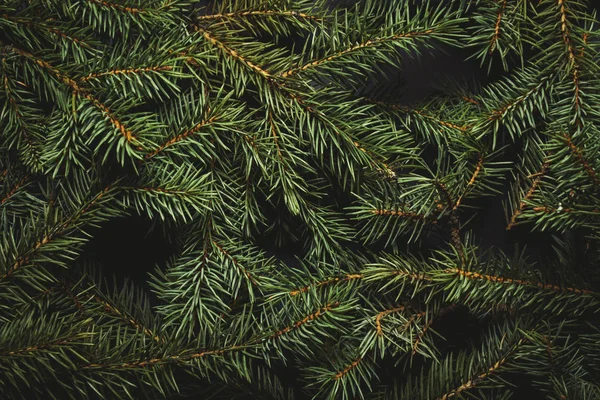Karácsonyfa ágak. Karácsonyi koncepció, természet, tél. A képeslapok háttere. Lapos fekvésű, felülnézet — Stock Fotó