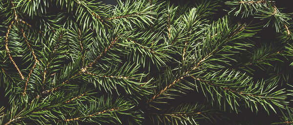 Christmas tree branches. The concept of the new year, christmas, nature. Banner. Flat lay, top view