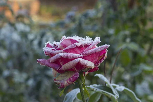 Red rose in the morning frost after a frosty night in the garden. The concept of the first frost; winter is coming