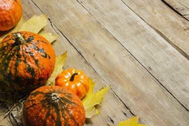 Ahşap bir arka planda olgun balkabakları. Hasat konsepti, sonbahar, Cadılar Bayramı arifesi. Pankart. Düz yatış, üst görünüm