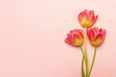 İzole edilmiş pembe bir arka planda üç pembe lale. Bahar, tatil, kartpostal, 8 Mart, Anneler Günü. Pankart. Düz yatış, üst görünüm.