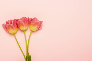 İzole edilmiş pembe bir arka planda üç pembe lale. Bahar, tatil, kartpostal, 8 Mart, Anneler Günü. Pankart. Düz yatış, üst görünüm.