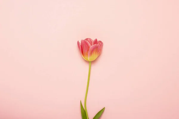Egy Rózsaszín Tulipán Izolált Rózsaszín Háttérrel Fogalom Tavasz Ünnep Képeslap — Stock Fotó