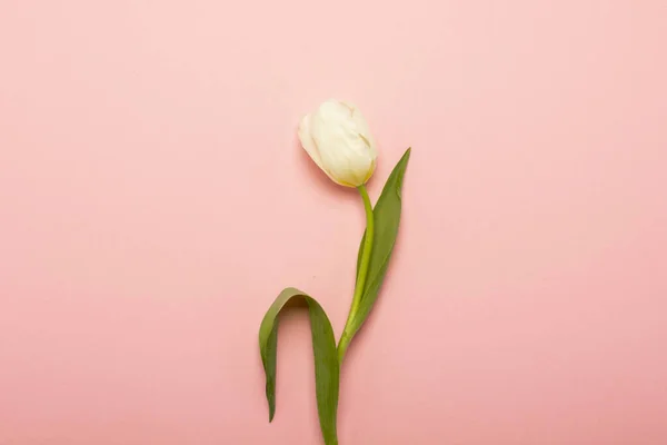 Egy Fehér Tulipán Izolált Rózsaszín Háttérrel Tavasz Fogalma Ünnep Képeslap — Stock Fotó