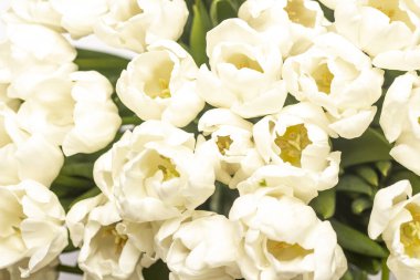 Bir buket taze krema lalesi. Yakın plan. Üst manzara, düz yatış. Bahar konsepti, bahar çiçekleri.