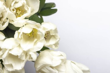 Beyaz arka planda güzel taze krema laleleri. Üst manzara, düz yatış. Bahar konsepti, bahar çiçekleri.