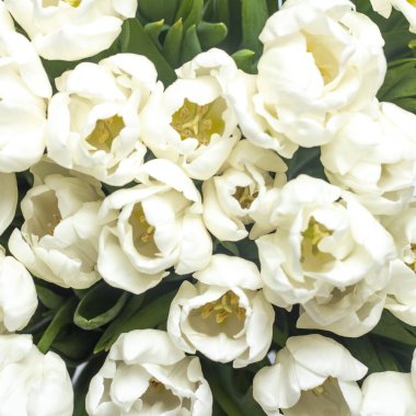 Bir buket taze krema lalesi. Yakın plan. Üst manzara, düz yatış. Bahar konsepti, bahar çiçekleri.