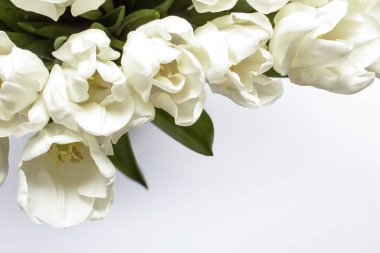 Beyaz arka planda güzel taze krema laleleri. Üst manzara, düz yatış. Bahar konsepti, bahar çiçekleri.