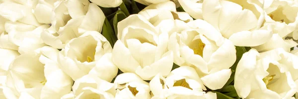 Красивые Свежие Кремовые Тюльпаны Крупный План Вид Сверху Плоский Весенняя — стоковое фото