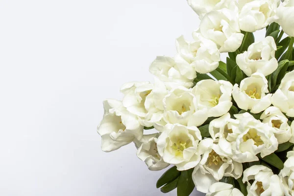 Beautiful Fresh Cream Tulips White Background Top View Flat Lay — Stock Photo, Image