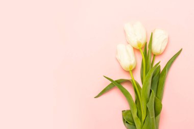 İzole edilmiş pembe arka planda bir buket beyaz lale. Bahar, tatil, kartpostal, 8 Mart, Anneler Günü. Pankart. Düz yatış, üst görünüm.