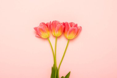 İzole edilmiş pembe bir arka planda üç pembe lale. Bahar, tatil, kartpostal, 8 Mart, Anneler Günü. Pankart. Düz yatış, üst görünüm.