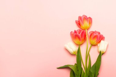 Pembe buket ve pembe arka planda beyaz laleler. Bahar, tatil, kartpostal, 8 Mart, Anneler Günü. Pankart. Düz yatış, üst görünüm.