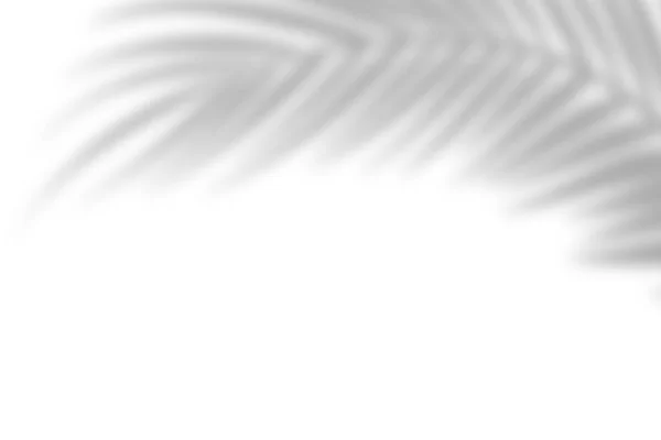 Schatten Von Palmblättern Auf Weißem Hintergrund Weißer Hintergrund Pappe Abstraktes — Stockfoto