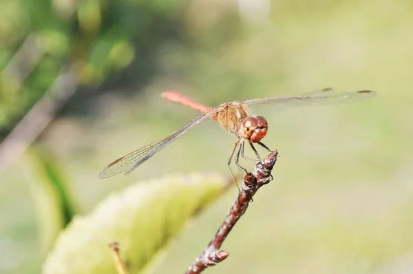 Libelle mit schönem Flügel — Stockfoto