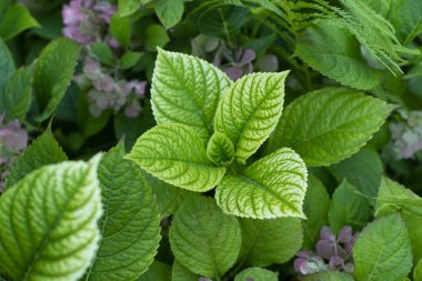 Bitki yaprakları ve çiçekleri olan güzel bir duvar kağıdı.