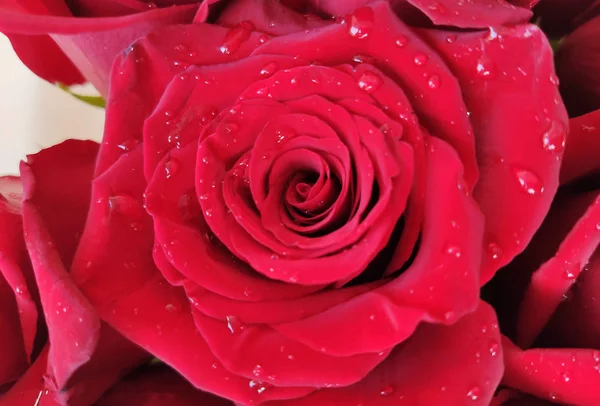 Belo papel de parede com uma flor planta rosa vermelha — Fotografia de Stock