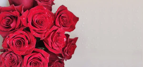 Belo cartão de papel de parede com uma flor de planta rosa vermelha — Fotografia de Stock