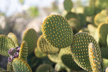 Kaktüs bitkisi doğada çiçeklerle yetişir.
